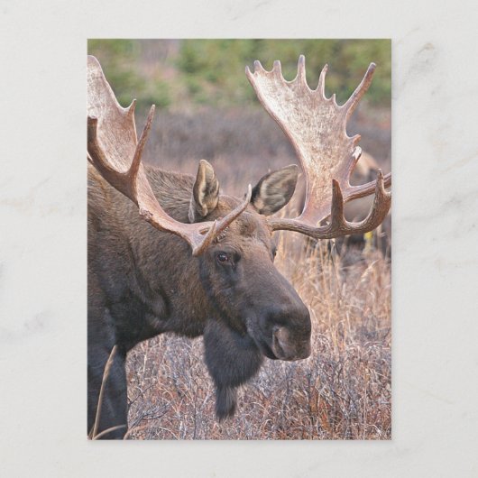 Big Bull Moose Postkarte (Vorderseite)