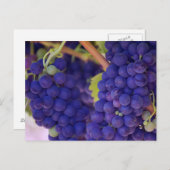 Big Bunch saftiger Lila Trauben Postkarte (Vorne/Hinten)