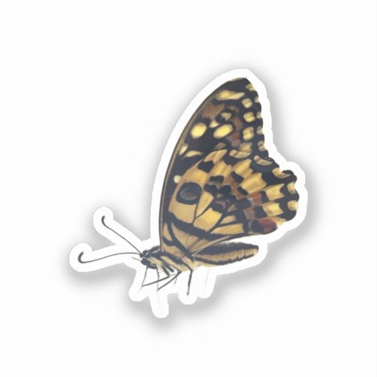 Big butterfly, vinyl sticker (Vorderseite)