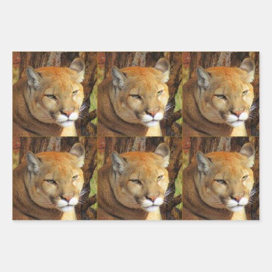 Big Cat 3 Design Pack - Jedem Anlass Geschenkpapier Set (Vorderseite 2)