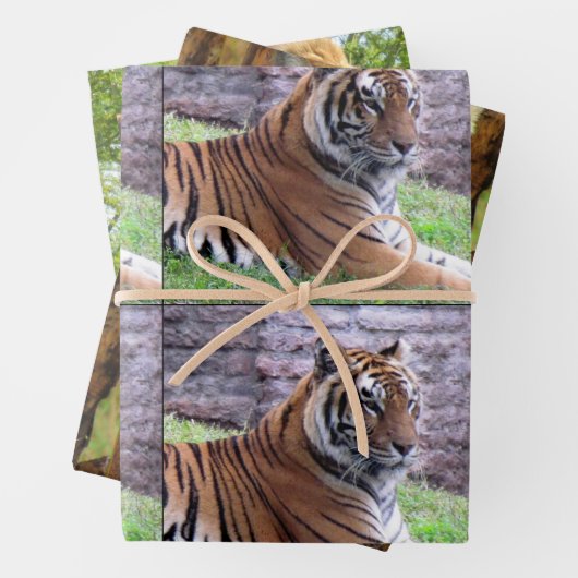 Big Cat 3 Design Pack - Jedem Anlass Geschenkpapier Set (Beispiel)