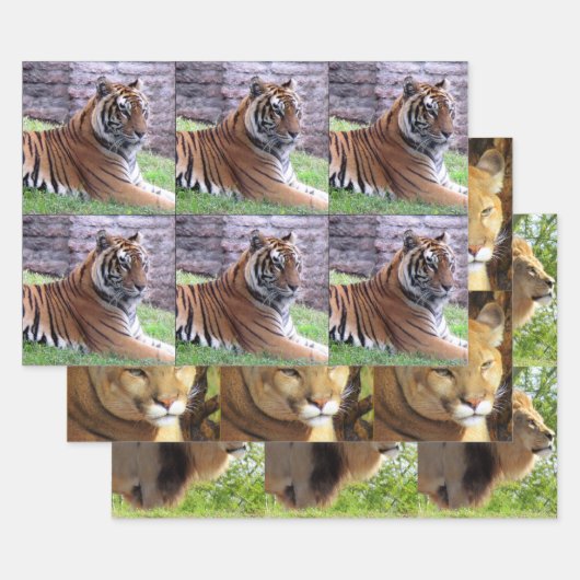 Big Cat 3 Design Pack - Jedem Anlass Geschenkpapier Set (Set)