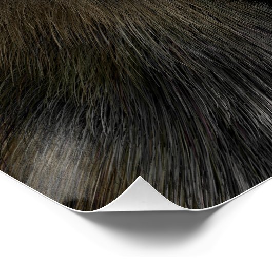 Big Cat Black Panther Poster (Ecke)