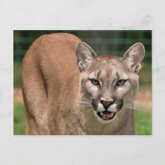 Big Cat Cougar (Puma Concolor) Postkarte (Vorderseite)