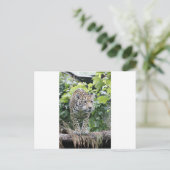 Big Cat Jaguar Postkarte (Stehend Vorderseite)