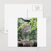 Big Cat Jaguar Postkarte (Vorne/Hinten)