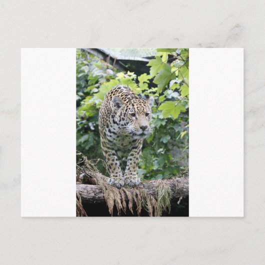 Big Cat Jaguar Postkarte (Vorderseite)