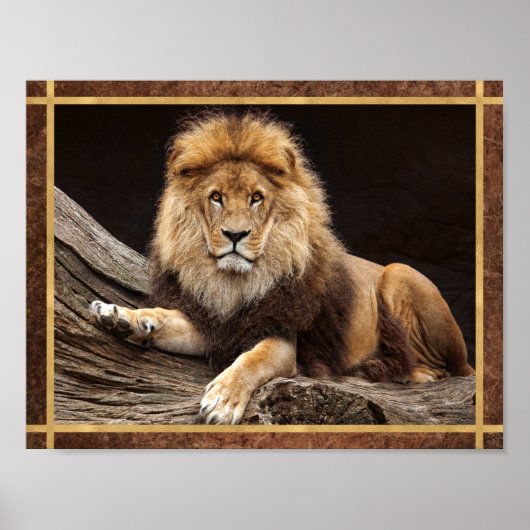 Big Cat Lion Foto Poster (Vorne)