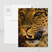 Big Cat Macro Postkarte (Vorne/Hinten)