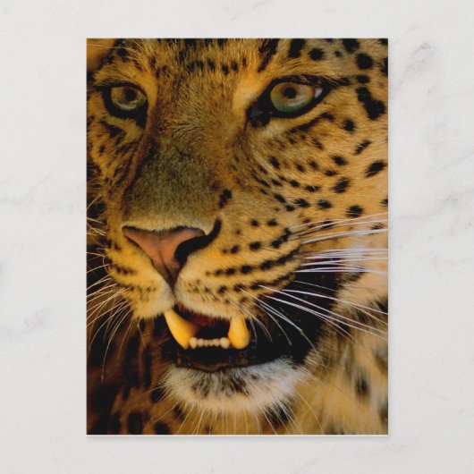 Big Cat Macro Postkarte (Vorderseite)