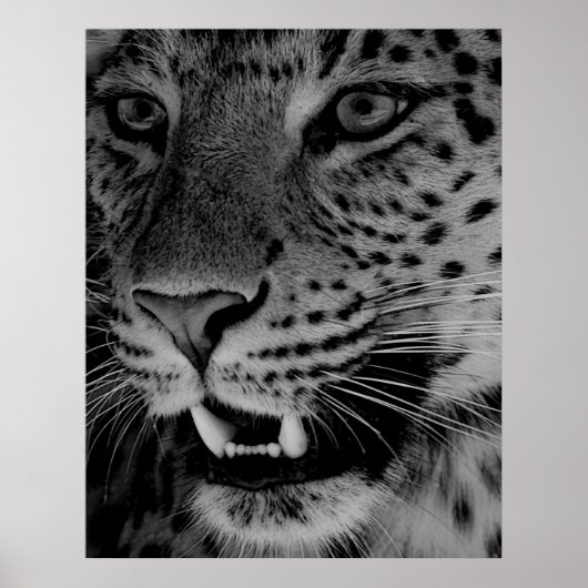 Big Cat Poster (Vorne)