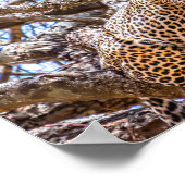 Big Cat Poster (Ecke)