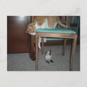 Big Cat Sees Little Kitten Postcard Postkarte