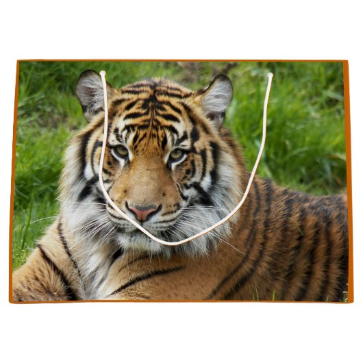 Big Cat Sumatran Tiger Foto Große Geschenktüte (Vorderseite)