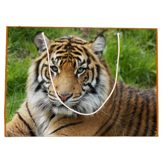 Big Cat Sumatran Tiger Foto Große Geschenktüte (Rückseite)