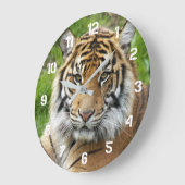 Big Cat Sumatran Tiger Foto Große Wanduhr (Winkel)