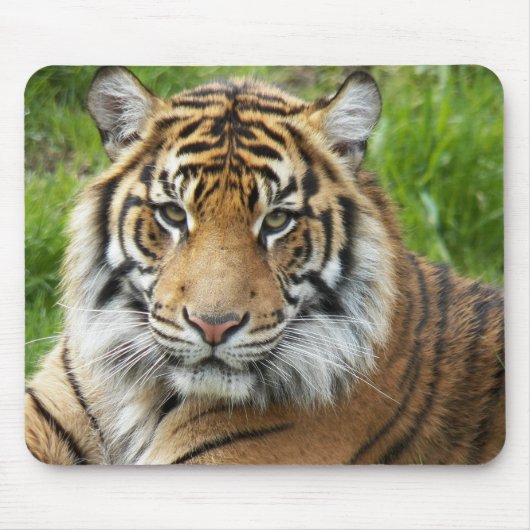 Big Cat Sumatran Tiger Foto Mousepad (Vorne)
