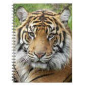 Big Cat Sumatran Tiger Foto Notizblock (Vorderseite)