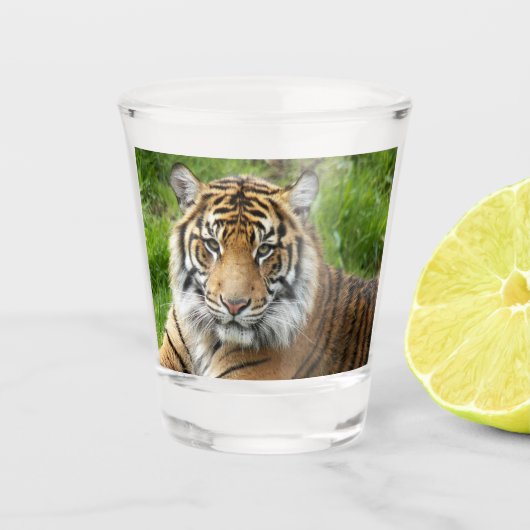Big Cat Sumatran Tiger Foto Schnapsglas (Vorderseite)