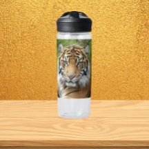 Big Cat Sumatran Tiger Foto