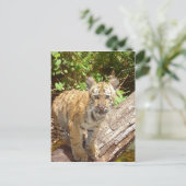 Big Cats - 5 Postkarte (Stehend Vorderseite)
