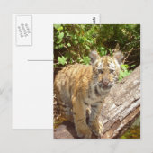 Big Cats - 5 Postkarte (Vorne/Hinten)