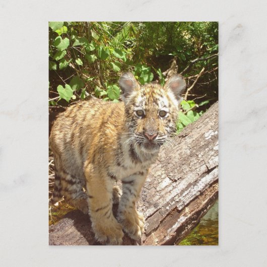 Big Cats - 5 Postkarte (Vorderseite)