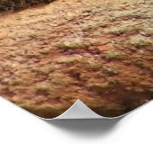 Big Cats - 6 Poster (Ecke)