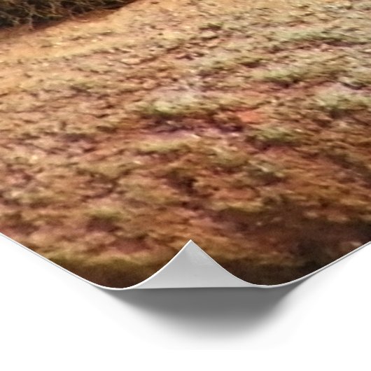 Big Cats - 6 Poster (Ecke)