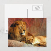 Big Cats - 6 Postkarte (Vorne/Hinten)