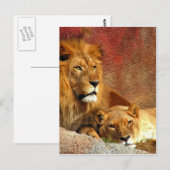 Big Cats - 6 Postkarte (Vorne/Hinten)