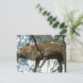Big Cats - 7 Postkarte (Stehend Vorderseite)