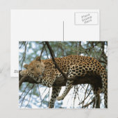 Big Cats - 7 Postkarte (Vorne/Hinten)
