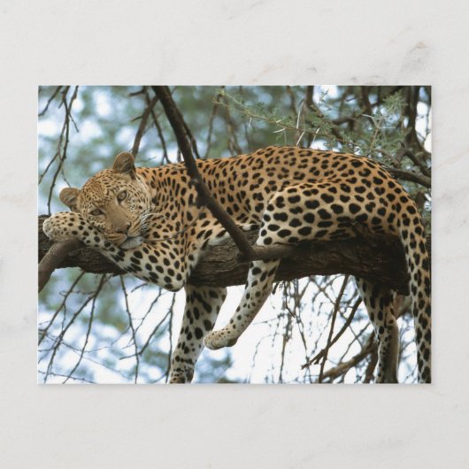 Big Cats - 7 Postkarte (Vorderseite)
