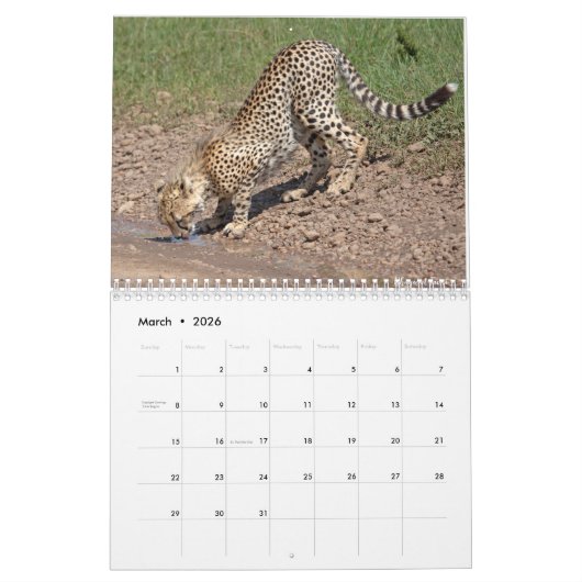 Big Cats Calendar 2023 Kalender (Mär 2026)