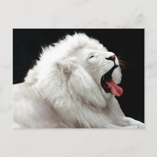 Big Cats Postcard Postkarte (Vorderseite)