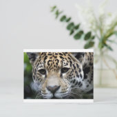 Big Cats Postkarte (Stehend Vorderseite)