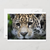 Big Cats Postkarte (Vorne/Hinten)