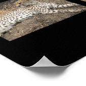 Big Cats - Serengeti, Tansania Poster (Ecke)