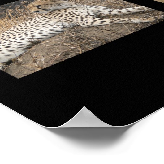 Big Cats - Serengeti, Tansania Poster (Ecke)