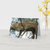 Big Cats Set - 7 Karte (Gelbe Blume)