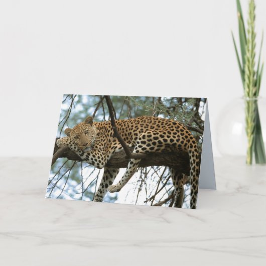 Big Cats Set - 7 Karte (Vorderseite)