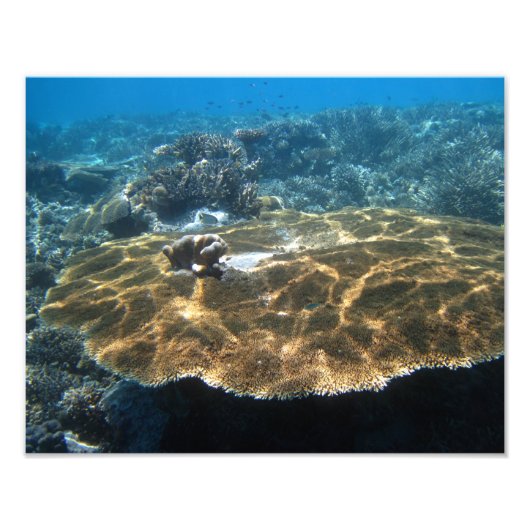 Big Corral Fotodruck (Vorne)