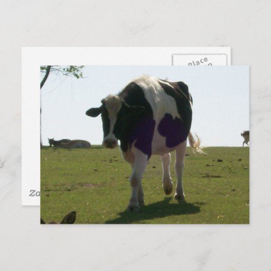 Big Cow Postcard Postkarte (Vorne/Hinten)