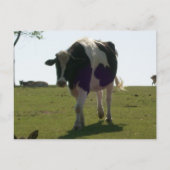Big Cow Postcard Postkarte (Vorderseite)