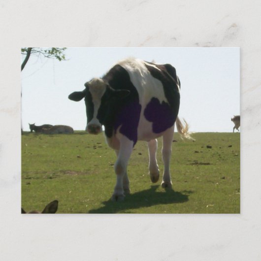 Big Cow Postcard Postkarte (Vorderseite)