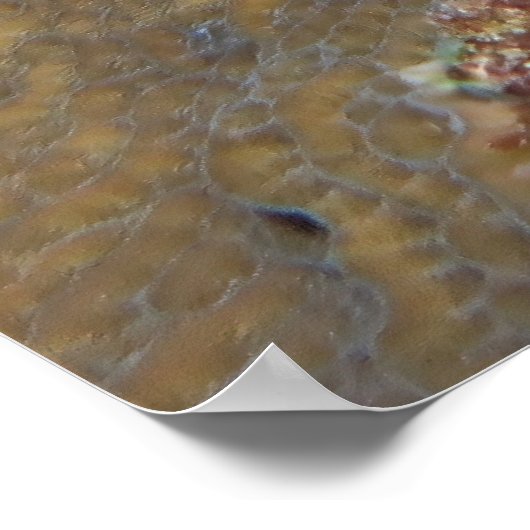 Big Crab Poster (Ecke)