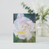 Big Creamy White Gardenia Postkarte (Stehend Vorderseite)