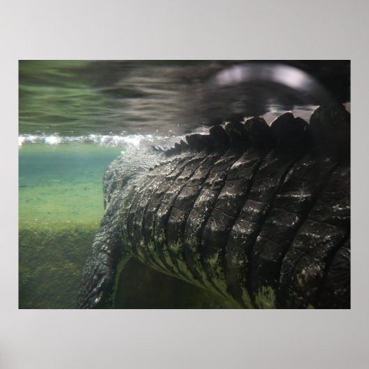 Big Crocodile Poster (Vorne)