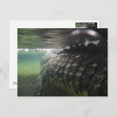 Big Crocodile Postkarte (Vorne/Hinten)